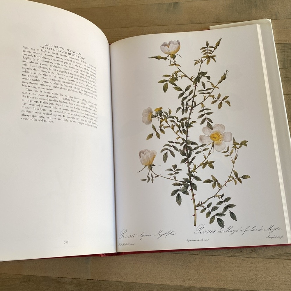 Redouté's Roses by P.J. Redouté - Picture 6 of 14